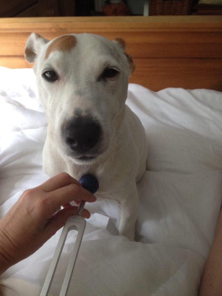 Burt experiencing the power of the Ohm frequency using a tuning fork. Burt is chilled and relaxed