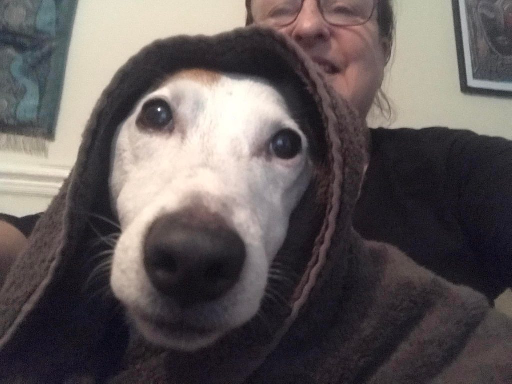 Quirky Burtie jack russel in a towel