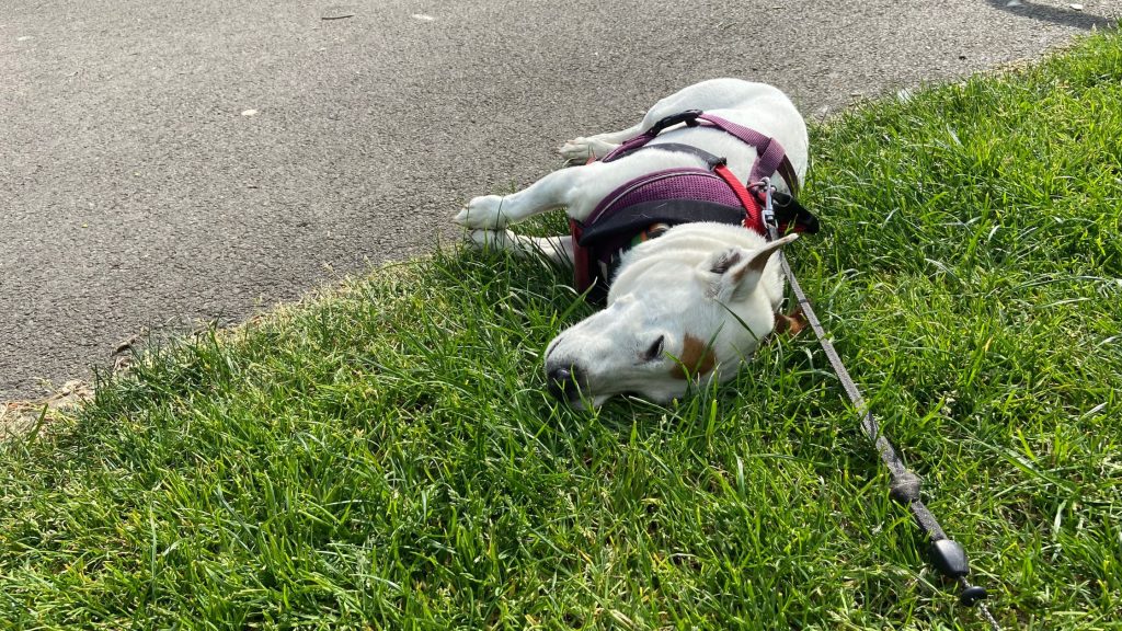 Burt in his famous thrown himself on the floor position!