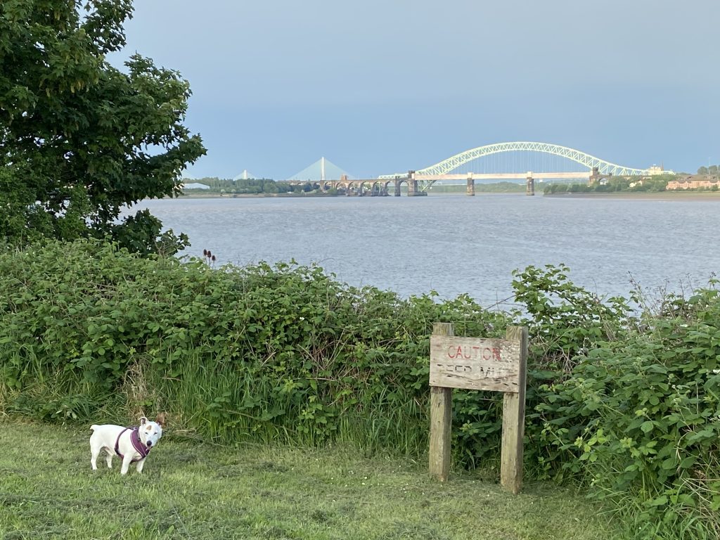 Quirky Burtie at Pickering's Pasture overlooking the River Mersey/ The Silver Jubilee and Mersey gateway Bridges are in the background