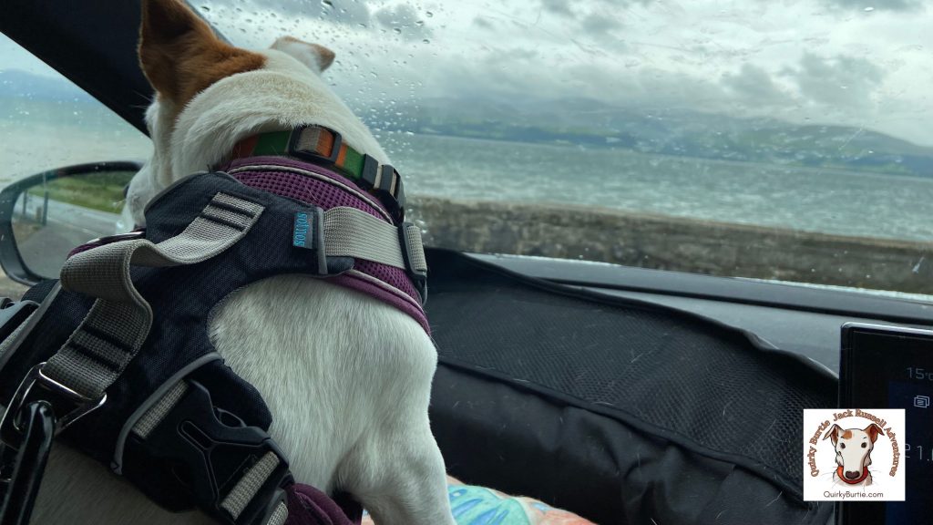 Jack Russell Terrier, Burt admiring the view. His paws resting on his car booster seat frame. Looking out of a rain spattered window at the beach